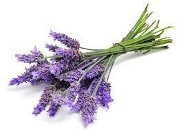 Join 85 the fresh flowers are sold in bundles or used for lavender oil. Lavender Flower Suppliers Lavender Flower Exporters Manufacturers