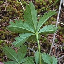 Image result for Cayratia gracilis