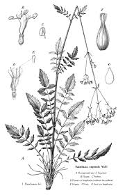 Image result for Valeriana capensis