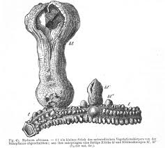 Image result for Hydnora