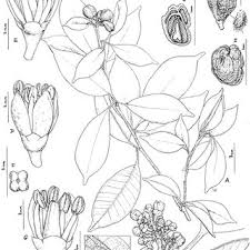 Image result for Vepris