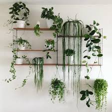 Las 10 plantas de otoño para interior que sobrevivirán. Las 8 Plantas Colgantes Mas Bonitas Para Convertir Tu Casa En Una Jungla