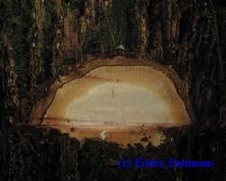 Image result for Shirakiopsis elliptica