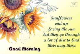 Use these good morning sunflower images on whatsapp, facebook as your dp or status picture. Good Morning Sunflowers End Up Facing The Sun Premium Wishes
