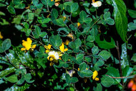 Image result for Argyrolobium rupestre