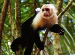 Younger, more rare and friendlier monkeys tend to cost more. 10 Most Expensive Pets Hello Travel Buzz