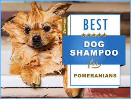 J invest dermatol symp proc. Best Pomeranian Shampoos And Conditioners For Hair Growth