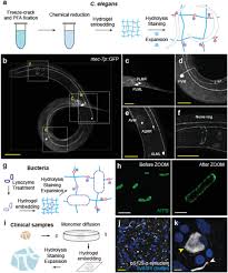 Scalable And Isotropic Expansion Of Tissues With Simply