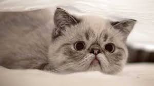 Yumuk Yumuk Bir Kedi Exotic Shorthair