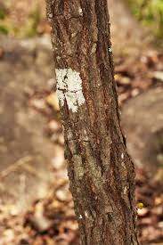 Image result for Dalbergia nitidula