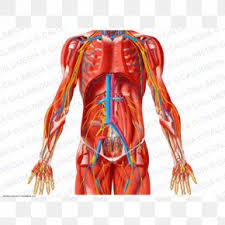 Is the study of structures or body parts and their relationships to on another. Abdomen Anatomy Images Abdomen Anatomy Transparent Png Free Download