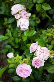 A Few Tips To Get Your Rose Garden Started Rose Planting Roses Climbing Roses
