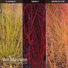 Save cornus midwinter fire to get email alerts and updates on your ebay feed.+ Cornus Winter Stems Collection Van Meuwen