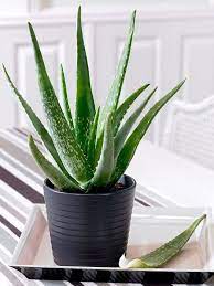 These plants purify and clean the air and create a sense of calm and relaxation. These Indoor Plants Can Keep Your Home Cool