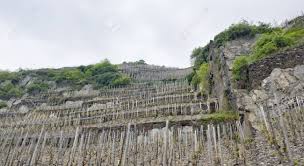 A landscape which appears to be constantly in flux, and a region which is under special protection following the creation of the eifel national park, the unesco global geopark and nature parks. Low Angle View Of A Vineyard In The Vulkan Eifel Wich Is A Region Stock Photo Picture And Royalty Free Image Image 10967764