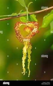 Image result for Monodora