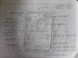 Maybe you would like to learn more about one of these? Make Sketches Of Animalsand Plant Cells Which You Observe Under Microscope Brainly In