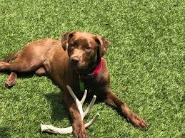 It's low maintenance and doesn't leave behind strong odors and chemical smells. Pet Dog Grass Virginia Maryland Dc Pet Turf Synlawn