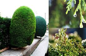 Bunun dışında büyüyüp gelişmiş bir çam ağacı çok az bir bakım ile hemen kolaylıkla yetişir. Igne Yaprakli Agaclarin Bakimi Leyland Selvi Agaci Mazi Thuja Limon Servisi Goldcrest Ve Arizona Servisi Hakkinda A Dan Z Ye Bilmemiz Gerekenler Wikifarmer