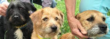 Their adoption fees range depending on the demand for a pet. Farfel S Farm And Rescue Boulder Co