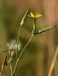 Image result for Launaea rarifolia