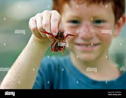 Gaona hi-res stock photography and images