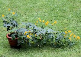 Image result for Senna floribunda