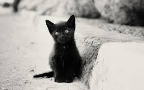Black kitten, high resolution wallpapers for free, hd black kitten 4k pics for desktop: Lonely Black Kitten Wallpapers Lonely Black Kitten Stock Photos