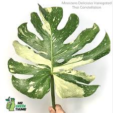 Monstera Deliciosa Variegated