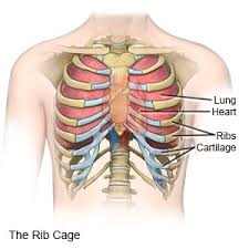 The rib cage is an important part of your body's respiratory system and it protects vital organs like the heart, lungs, stomach, and kidneys. My Bones 4th Grade Baamboozle