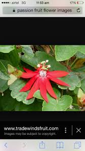 Pin By Vasundhara Ghorpade On Floral Beauty Passion Fruit Flower