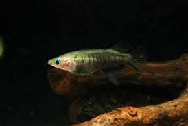Beloniformes Adrianichthyidae Peixe Arroz Ricefish Medaka Oryzias Sp Fish Pet Species Habitats