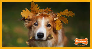 For lengthy info click here. 10 Autumn Dog Activities Your Fur Kid Will Fall In Love With