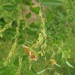 Image result for Alysicarpus glumaceus