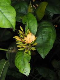 Image result for Ixora praetermissa
