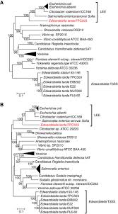Check spelling or type a new query. Comparative Genomics Reveals That A Fish Pathogenic Bacterium Edwardsiella Tarda Has Acquired The Locus Of Enterocyte Effacement Lee Through Horizontal Gene Transfer Bmc Genomics Full Text