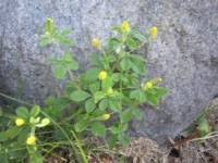 Weeds are classified as summer annuals, winter annuals, biennials, and perennials. Lawn Weed Identification Identify Weeds Weed Photos