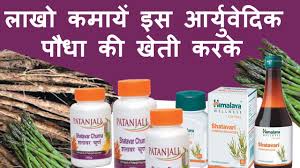 Ayurvedic Plant Shatavari Farming Business Investment Plans In Investing Shatavari Products Benefit Youtube