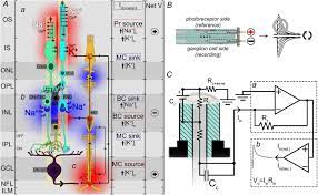 Click to see our best video content. Ex Vivo Electroretinograms Made Easy Performing Ergs Using 3d Printed Components Bonezzi 2020 The Journal Of Physiology Wiley Online Library