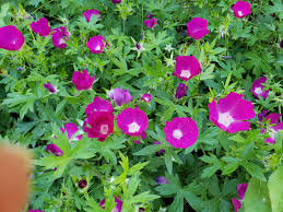 Image result for Barleria rhynchocarpa