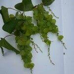 Image result for Dioscorea hirtiflora