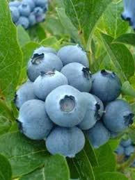 Vaccinium Small Fruits Vaccinium Corymbosum Bluegold Sky Nursery Wholesale Nursery Edible Landscaping