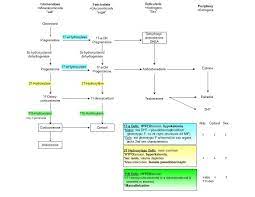 Steroid Hormone Synthesis Cholesterol Steroid Hormone Medicine Studies