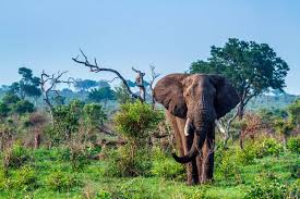 Elephant D Afrique Dans La Savane Verte Photo Et Tableau Editions Limitees Achat Vente Photo Elephant Savane Photos Animaux Sauvages La savane africaine, lieu de vie des éléphants, disparaît au profit de cultures… en australie, les kangourous, meurent à la. elephant d afrique dans la savane verte