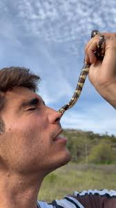 A funny snake bite from the other day 💀 this little king snake wasn’t my  biggest fan and honestly that bite hurt way more than I was expecting it  to, but can’t knock it till you try it 🤷‍♂️ #snakebite ...