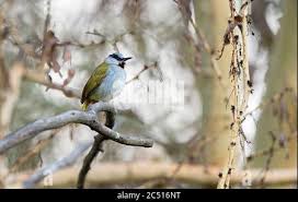 Image result for Eminia antennulifera