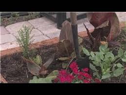 We did not find results for: Outdoor Gardening How To Transplant Outdoor Plants Youtube