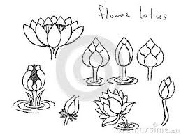 Pencil Drawing Lotus Stock Photos Images Pictures 50 Images Flower Drawing Design Flower Drawing Lotus Flower Drawing