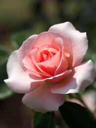 Argile Rose Absorbante Purifiante Apaisante Non Allergisante Beurre De Karite Bio Nourrissant Re Idees De Jardin Fleur Planter Des Fleurs Belles Fleurs