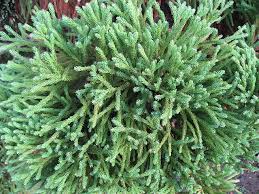 Maybe you would like to learn more about one of these? Dwarf Japanese Cedar Cryptomeria Japonica Globosa Nana Country Mile Gardens